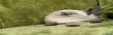 Himalayan Kitten 2