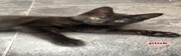 Mixed Breed cats for sale: 4 Beautiful black kittens - Advert 7