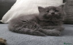 Mixed Breed cats for sale: Fluffy tabby and grey kittens  - Image 2