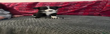 Border Collie 1
