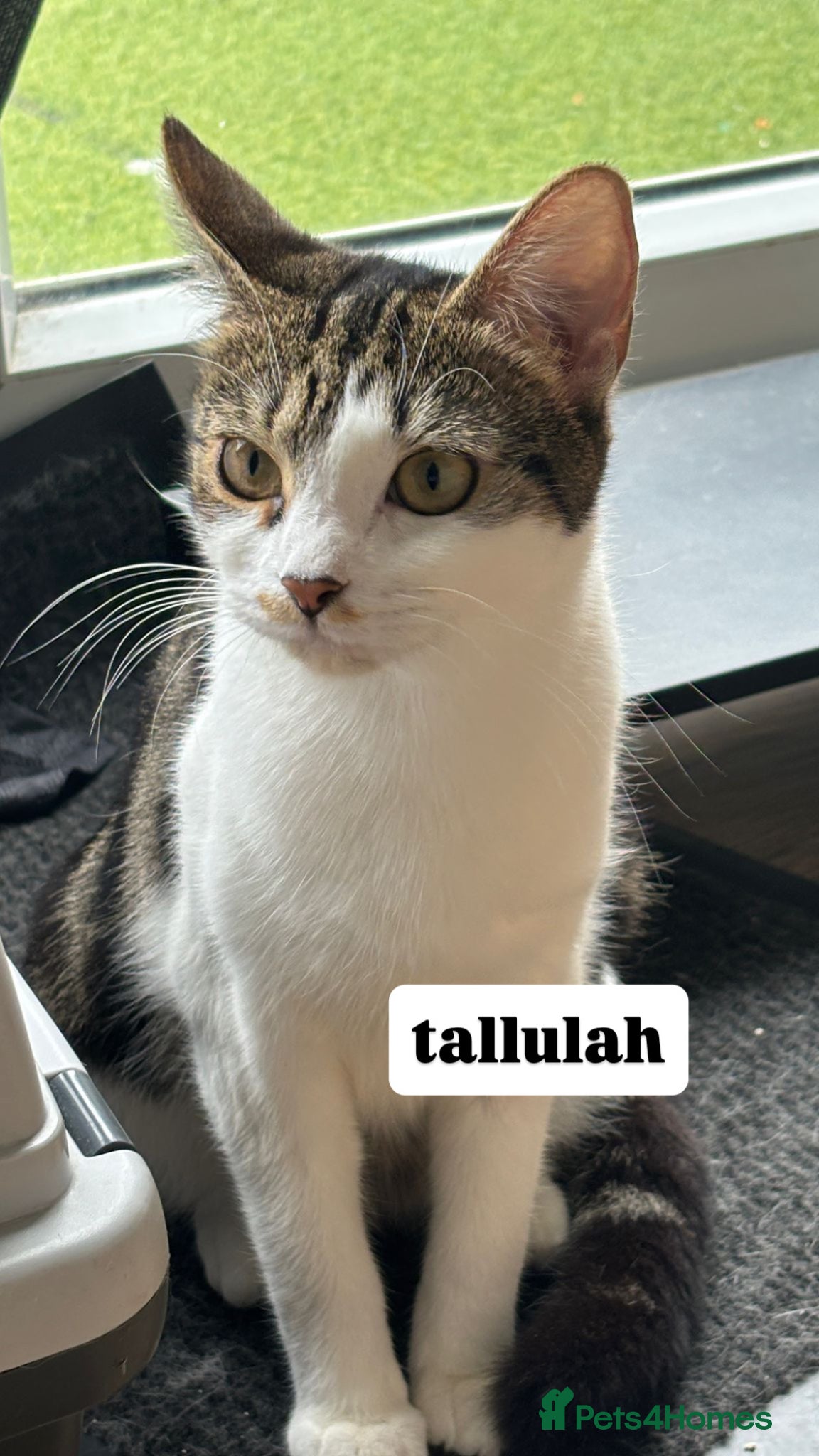 Domestic Shorthair cats Loving Cats - Adopt Cats in Crisis East London - Advert 3