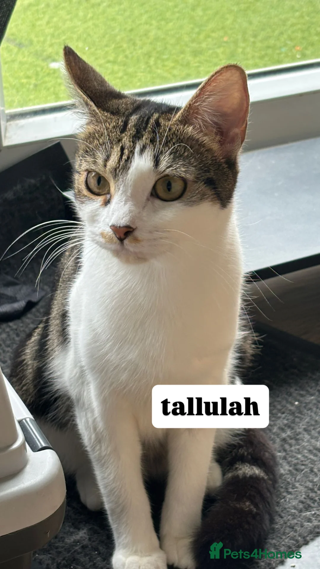 Domestic Shorthair cats for adoption: Loving Cats - Adopt Cats in Crisis East London - Advert 1