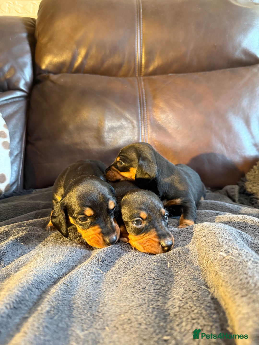 Dachshund dogs for sale: Beautiful standard dachshund puppies ❤️ - Image 15
