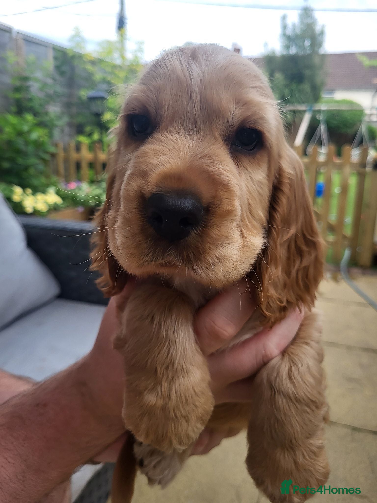 Cocker Spaniel dogs Cocker spaniel - Advert 6