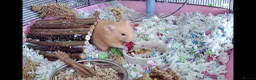 Hamster rodents for sale: Male Syrian Hamster in North Shields - Advert 3