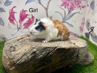 Guinea Pig rodents Baby guinea pigs female and male - Advert 12
