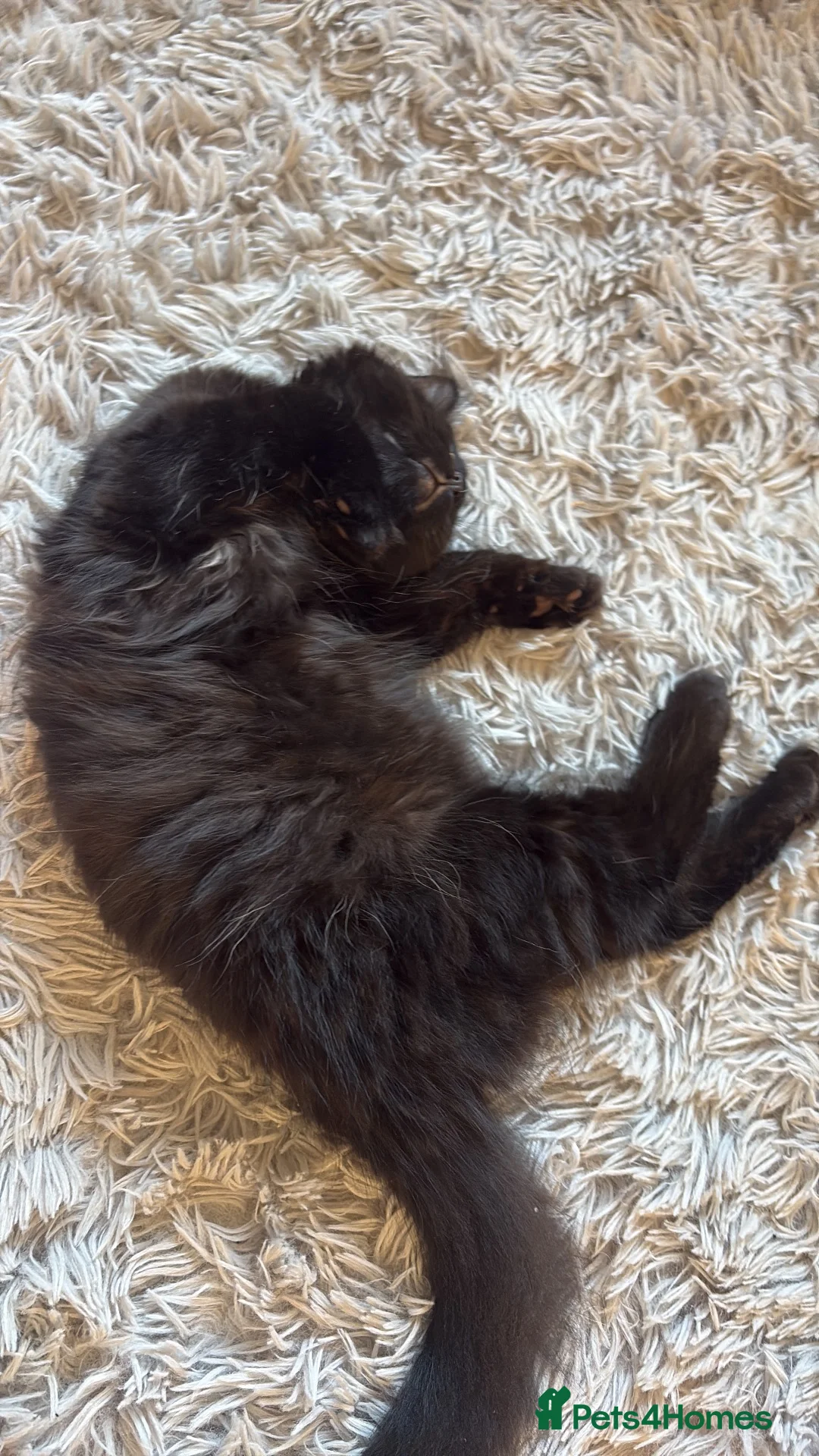 Mixed Breed cats for sale: Female Kitten Looking for a Loving Home in Oakham - Advert 2