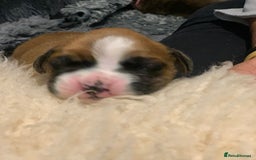Boxer dogs for sale: KC registered Boxer Puppies - Image 6
