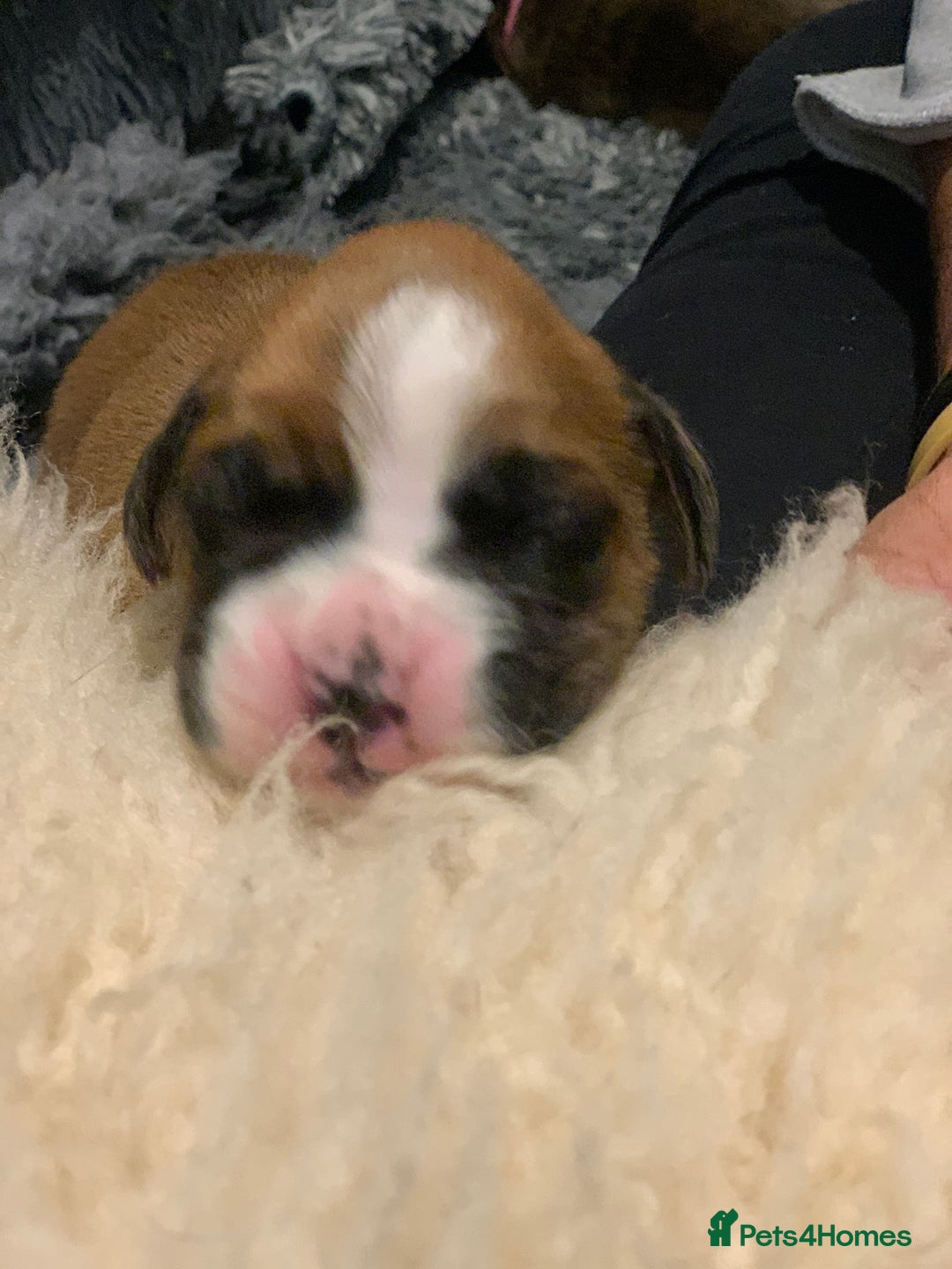 Boxer dogs for sale: KC registered Boxer Puppies - Image 6