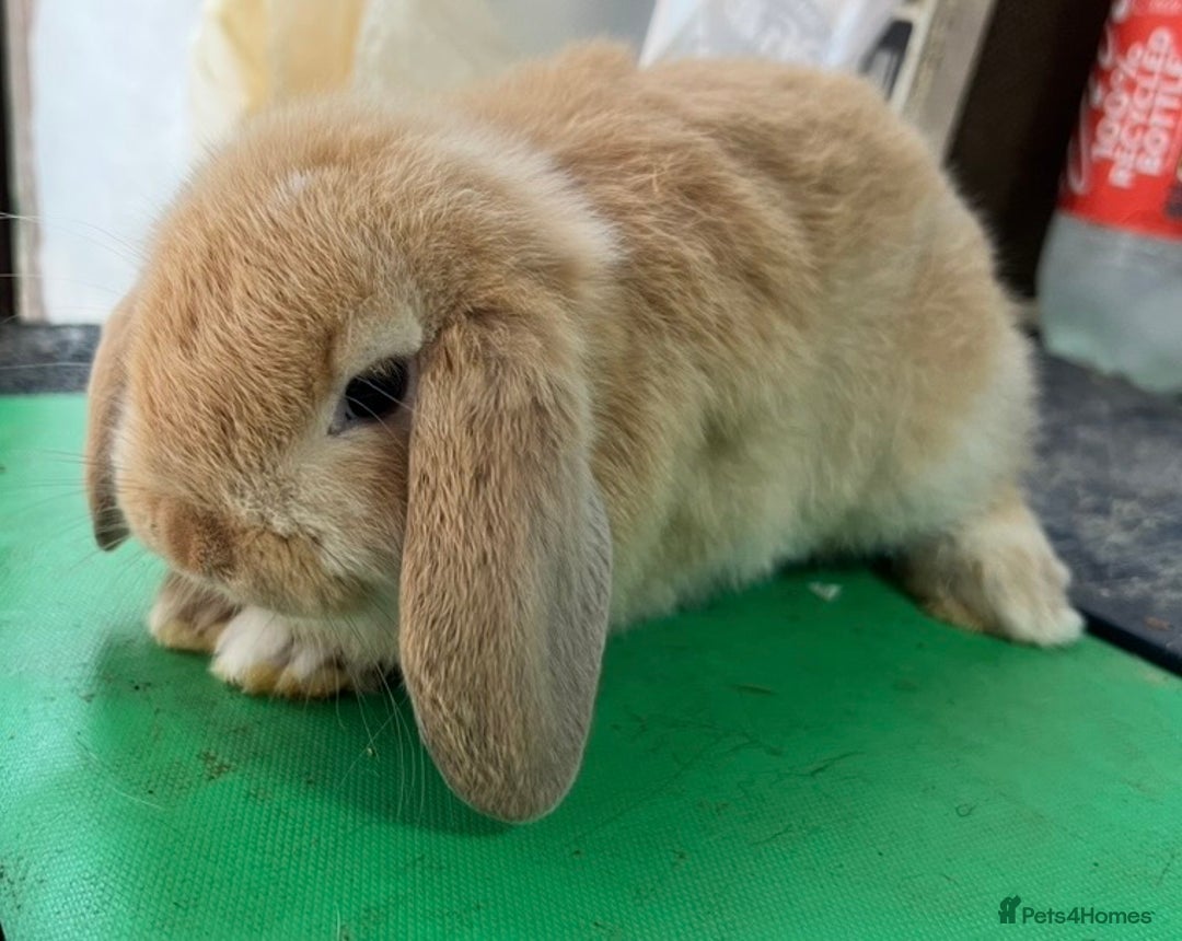 Mini Lop rabbits for sale: Mini Lops for sale READY NOW - Advert 13