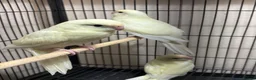 Parakeets birds for sale: Kakarikis  - Advert 4