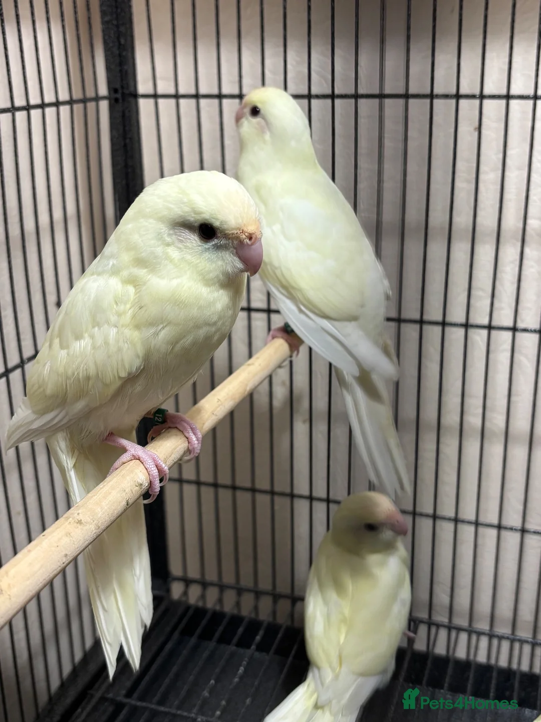 Parakeets birds for sale: Kakarikis  - Advert 4