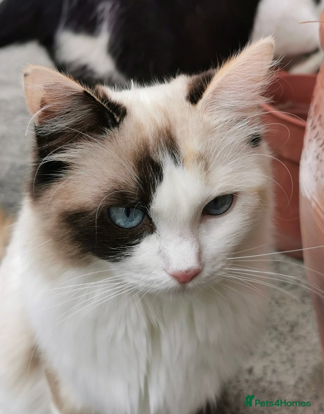 Ragdoll cats for sale: Purebred Seal Point Male Ragdoll Kitten - Advert 6