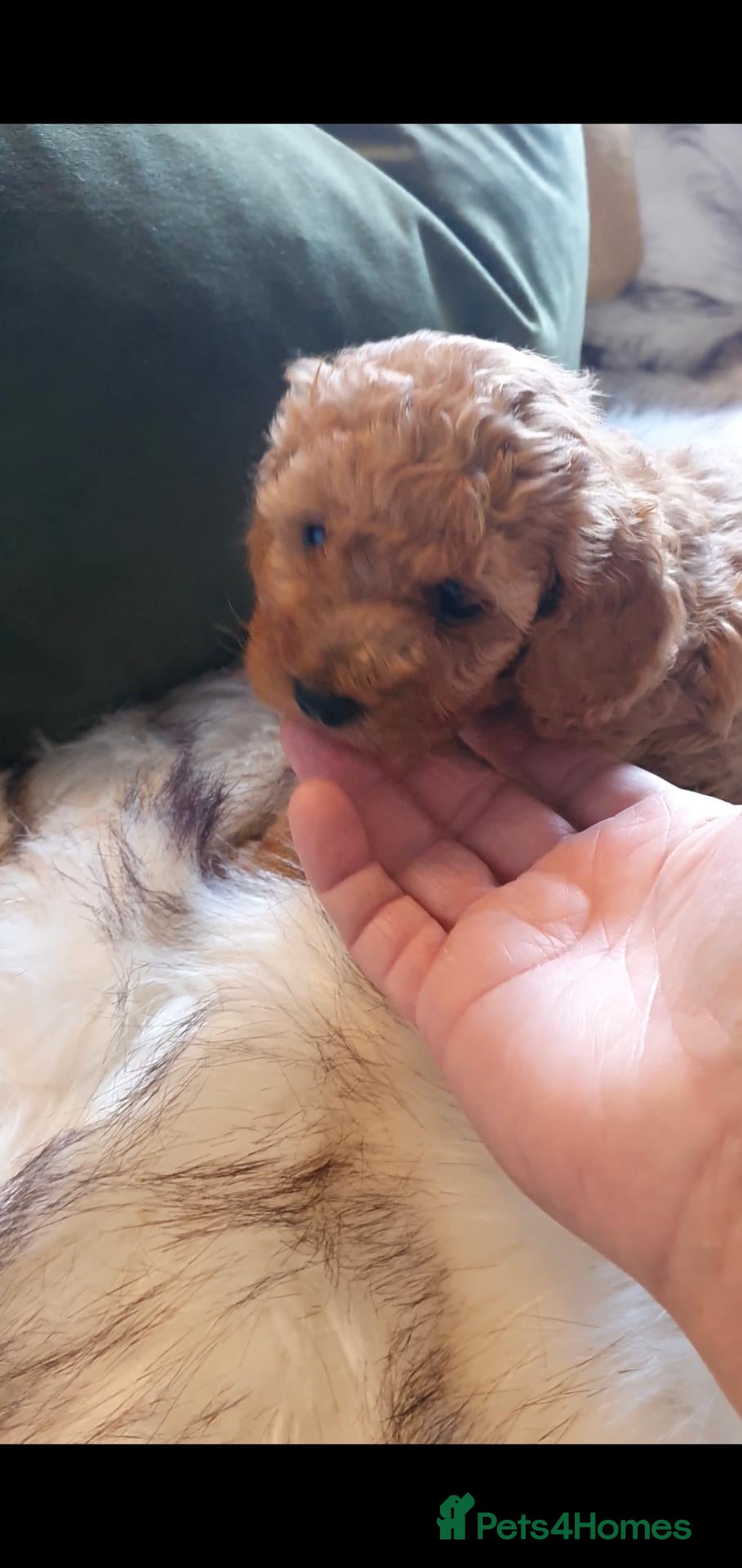 Toy Poodle dogs Tiny Toy Poodle puppies both parents health tested - Advert 2