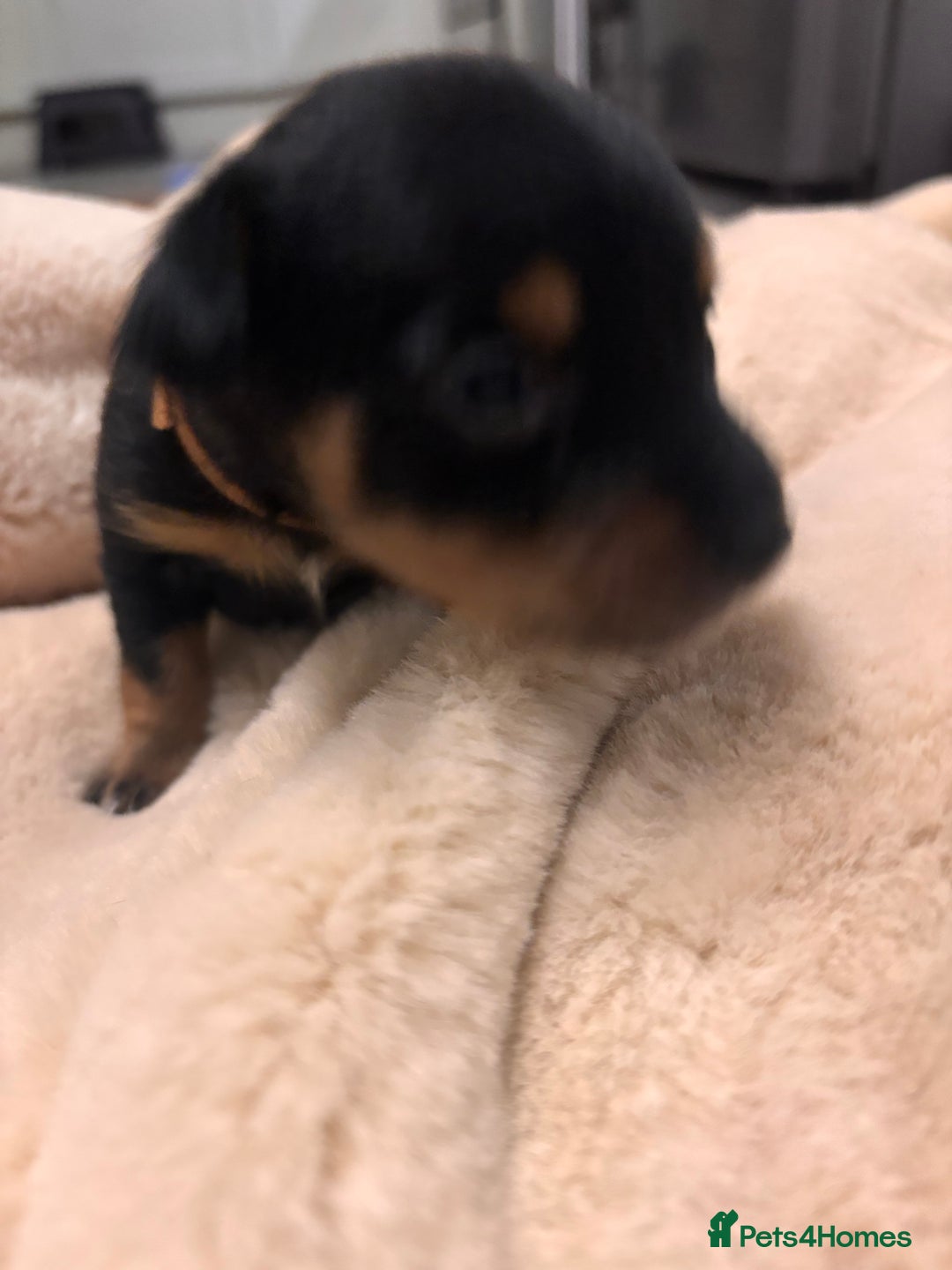 Mixed Breed dogs for sale: Jackawawa - Image 35