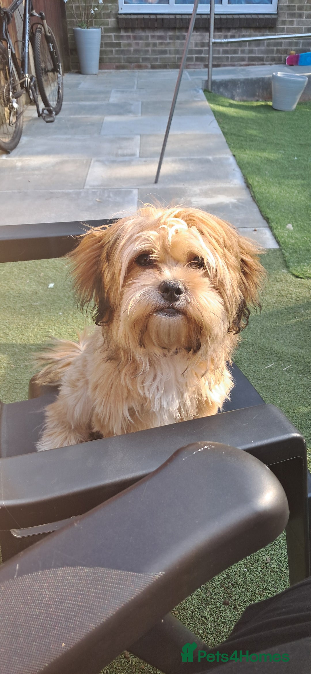 Shorkie dogs for sale: Beautiful Pixie needs forever home - Image 8