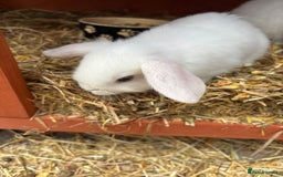 Netherland Dwarf rabbits for sale: Stunning blue eyed white mini lop  - Image 3