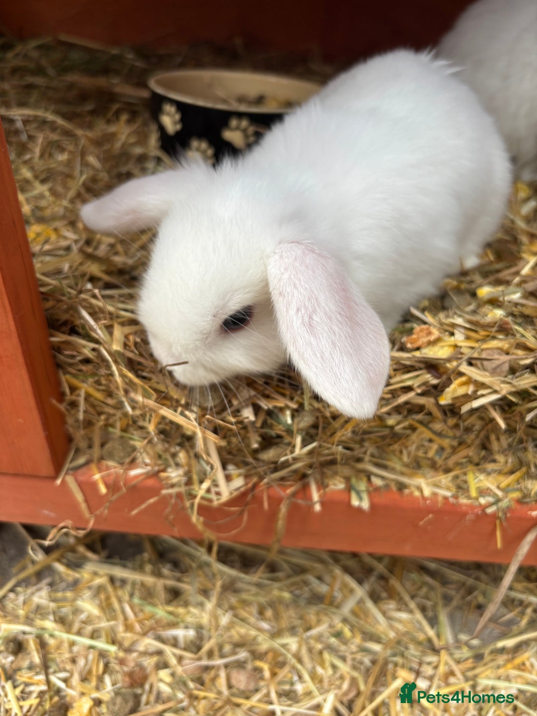 Netherland Dwarf rabbits for sale: Stunning blue eyed white mini lop  - Image 3