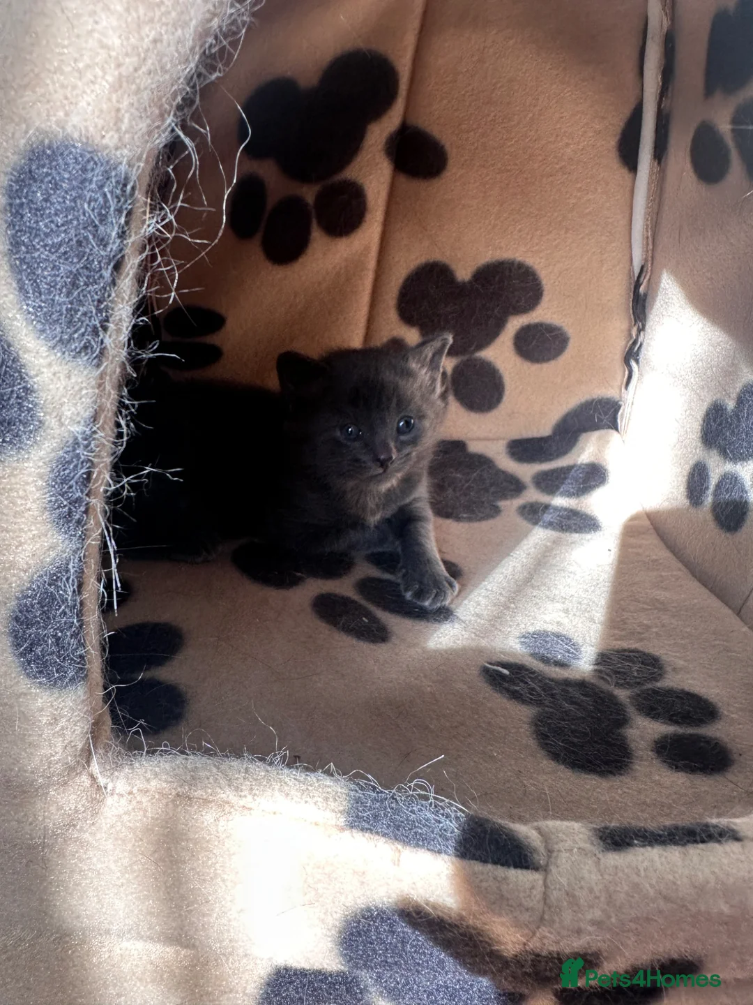 Domestic Shorthair cats for sale: Kittens ready to find a loving forever home  - Advert 6