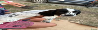 Dipstick