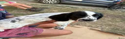 Sprocker dogs for sale: Cocker/springer/collie pups  - Advert 6