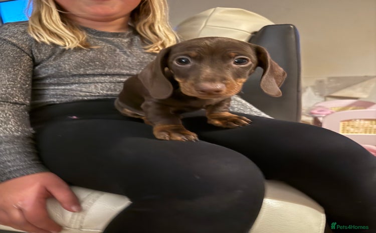 Miniature Dachshund dogs - Advert 11