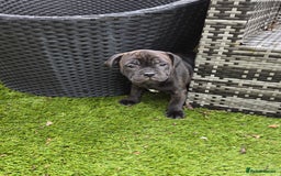 Staffordshire Bull Terrier dogs for sale: Staffordshire bull terrier pups - Image 1