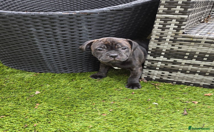 Staffordshire Bull Terrier dogs - Advert 6