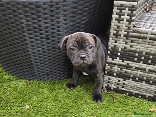 Staffordshire Bull Terrier dogs - Advert 1