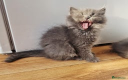 British Longhair cats for sale: Gorgeous Blue British longhair kittens - Image 14