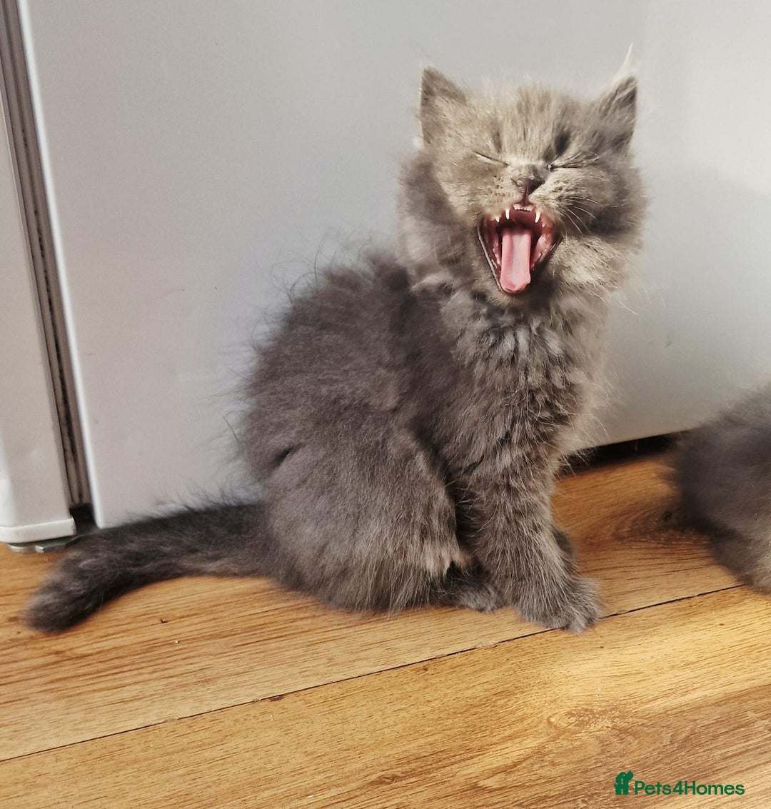British Longhair cats for sale: Gorgeous Blue British longhair kittens - Image 14