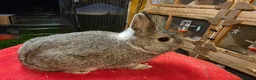 Lionhead rabbits for sale:  Netherland dwarf kits  in Hereford - Advert 5