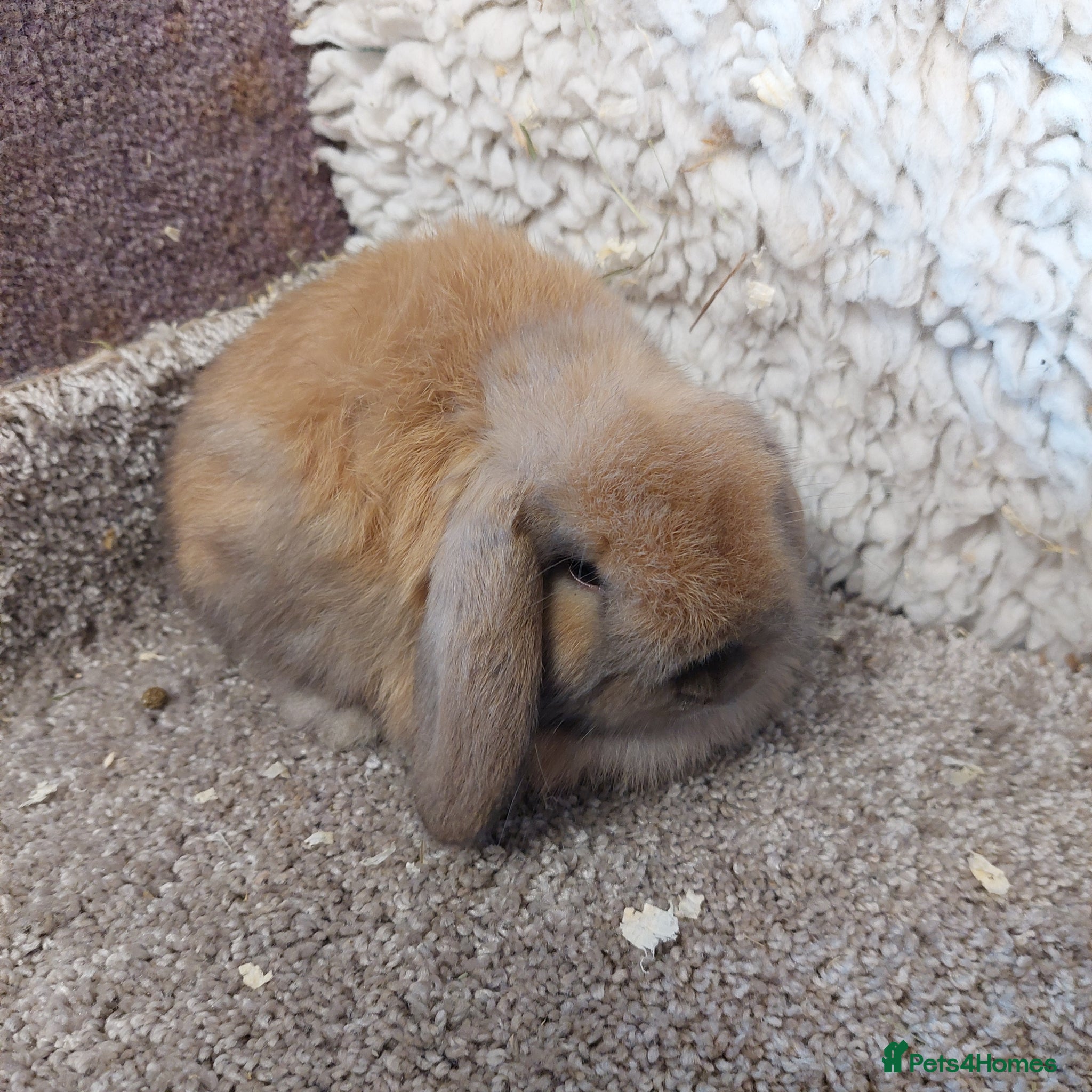 Mini Lop rabbits Beautifull minilop babys ready to reserve  - Advert 22