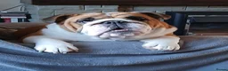 English Bulldog dogs for sale: 5 beautiful KC pups  - Advert 5