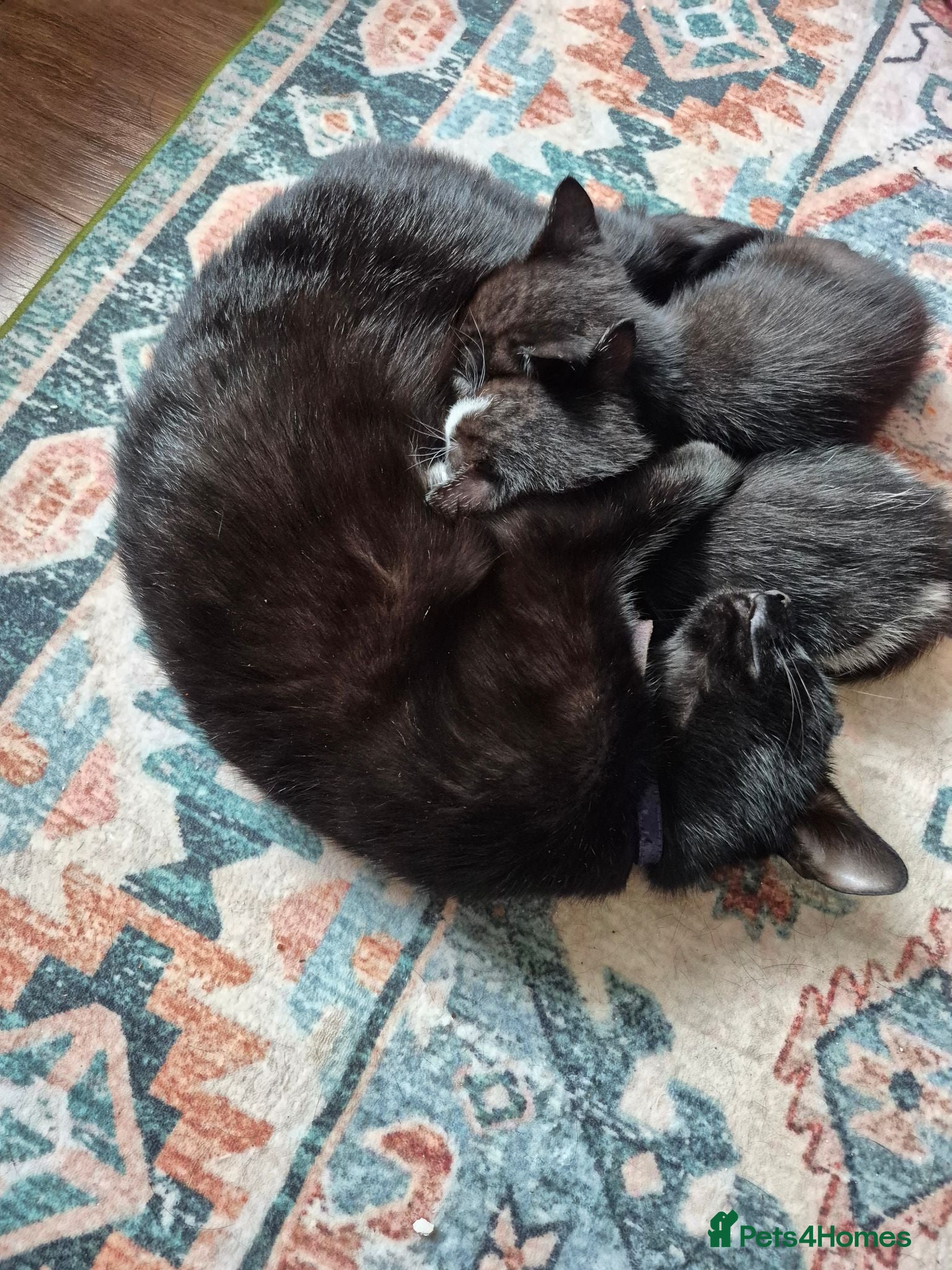 Mixed Breed cats Beautiful black and white kitty. Available now - Advert 3
