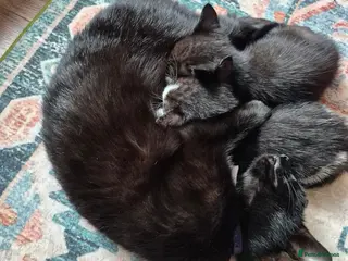 Mixed Breed cats Beautiful black and white kitty. Available now - Advert 6