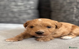 Mixed Breed dogs for sale: 6 beautiful havapoo’s - Image 24