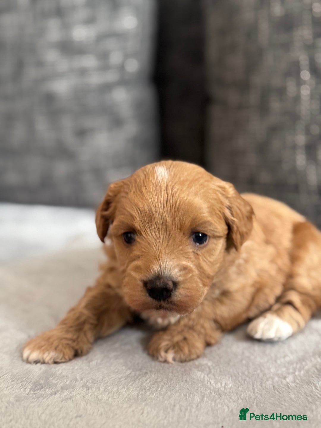 Mixed Breed dogs for sale: 6 beautiful havapoo’s - Image 24