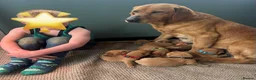 Labrador Retriever dogs for sale: Dark fox red Labrador Retriever Puppies For Sale  in Corwen - Advert 4