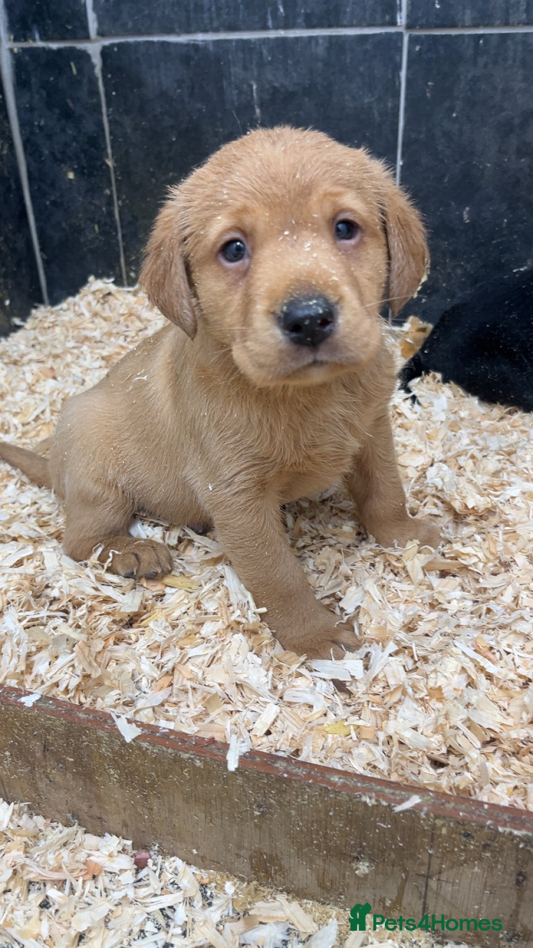 Labrador Retriever dogs for sale: Beautiful chunky KC Labrador ftch bloodline - Image 4