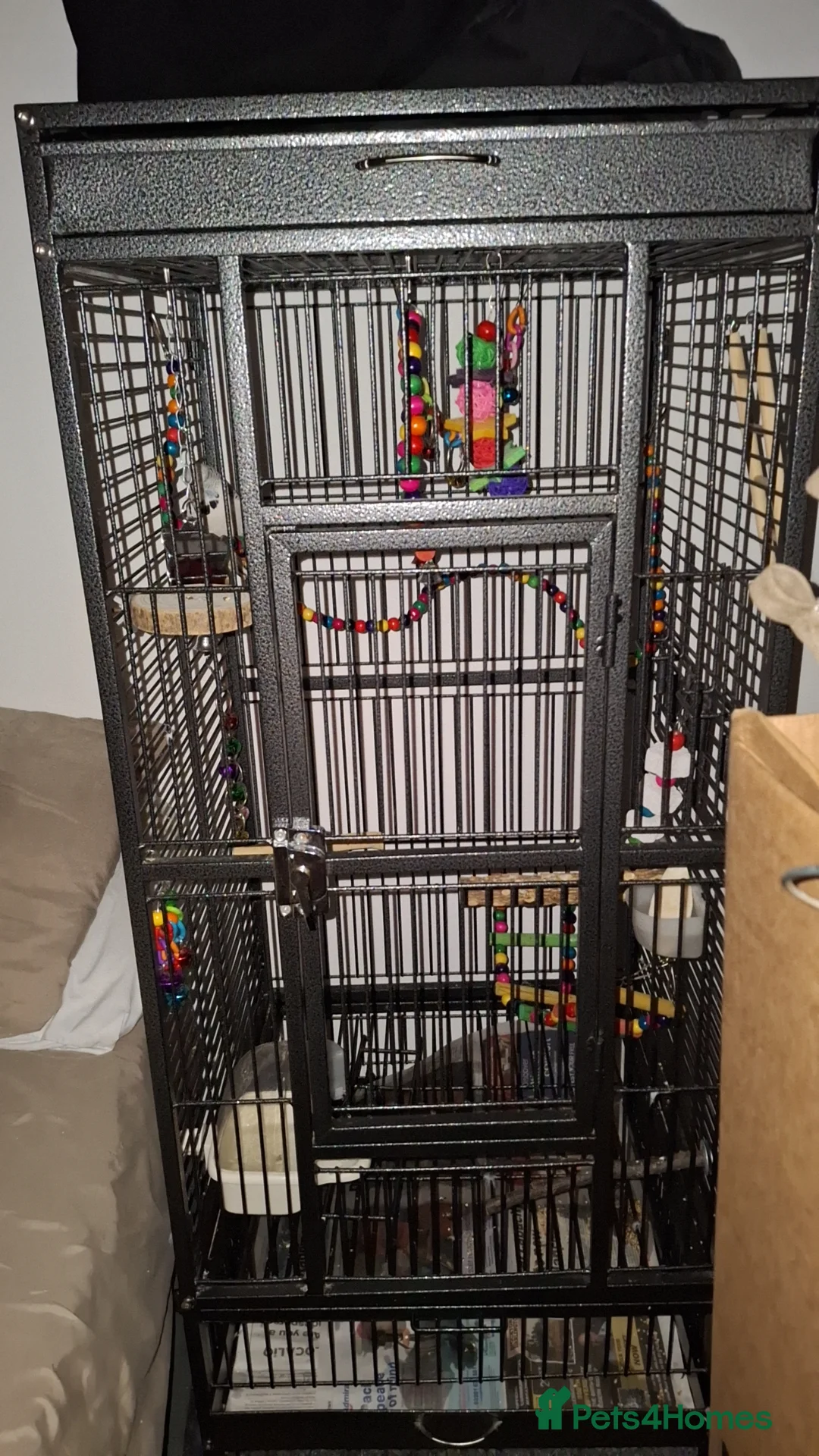 Budgerigars birds for sale: Budgie  in Billingham - Advert 4