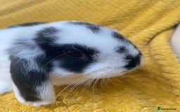 Mini Lop rabbits for sale: Male mini lop for sale - Image 6