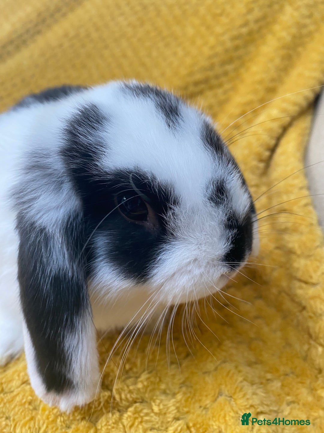 Mini Lop rabbits for sale: Male mini lop for sale - Image 6