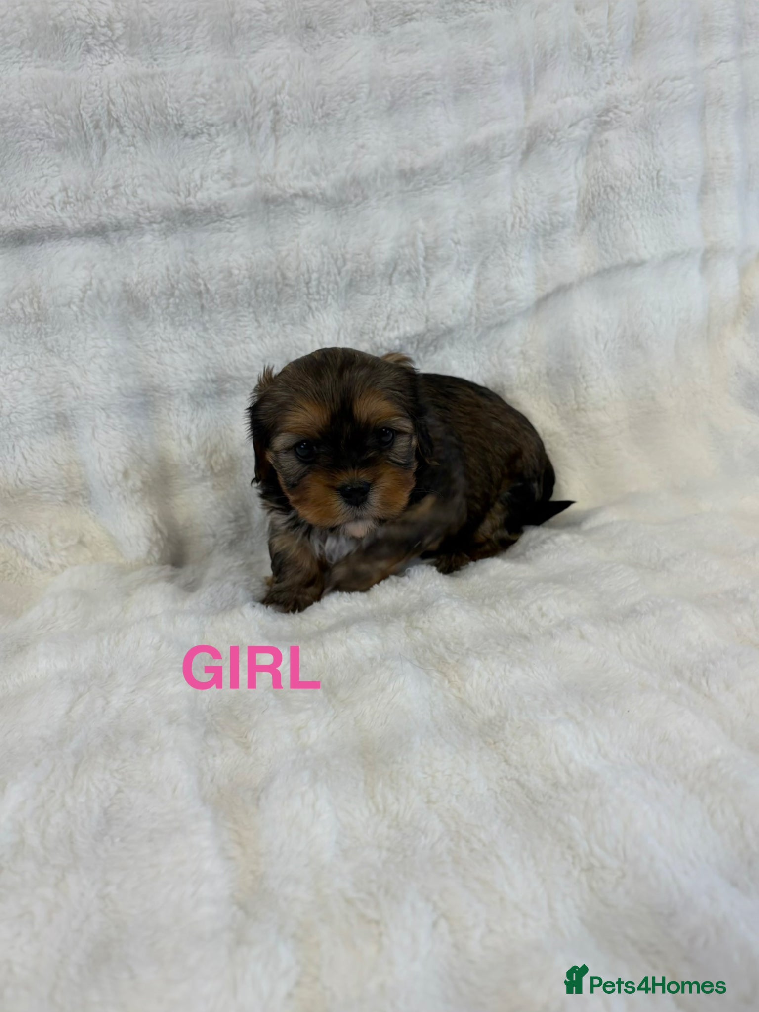 Mixed Breed dogs for sale: F1 Lhasaliers ✨ - Advert 2