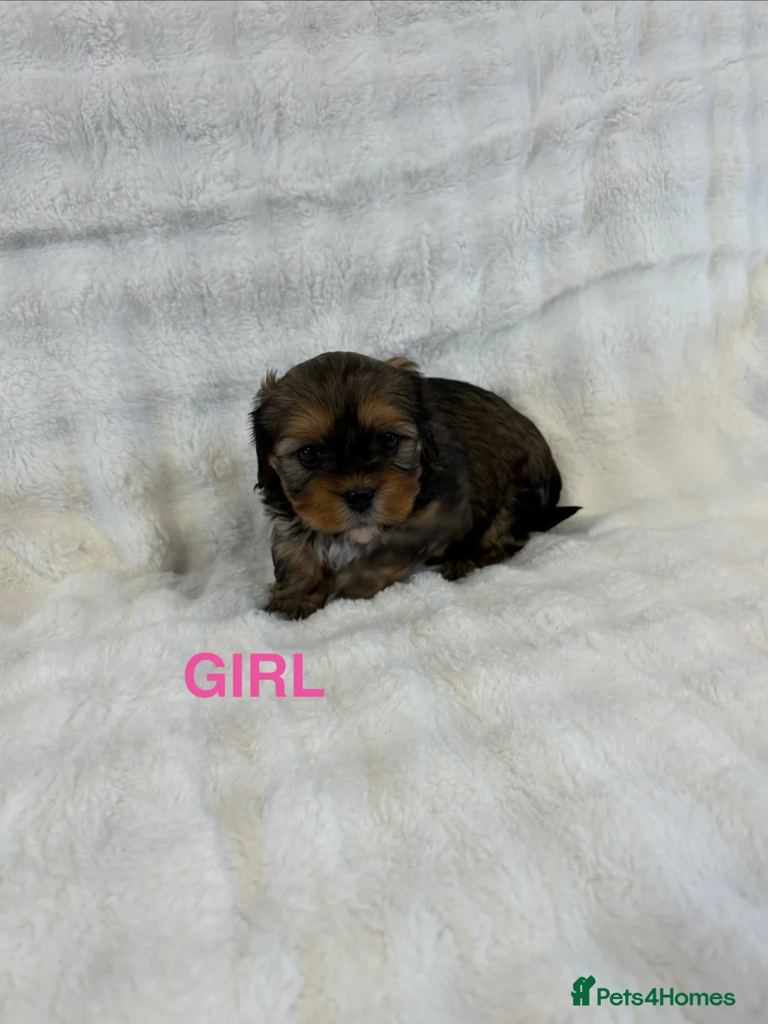 Mixed Breed dogs for sale: F1 Lhasaliers ✨ - Advert 1