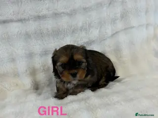 Mixed Breed dogs for sale: F1 Lhasaliers ✨ - Advert 2