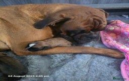 Boxer dogs for sale: 4 KC REG - COI 0% - Multi Champion Bloodline Pups - Image 6