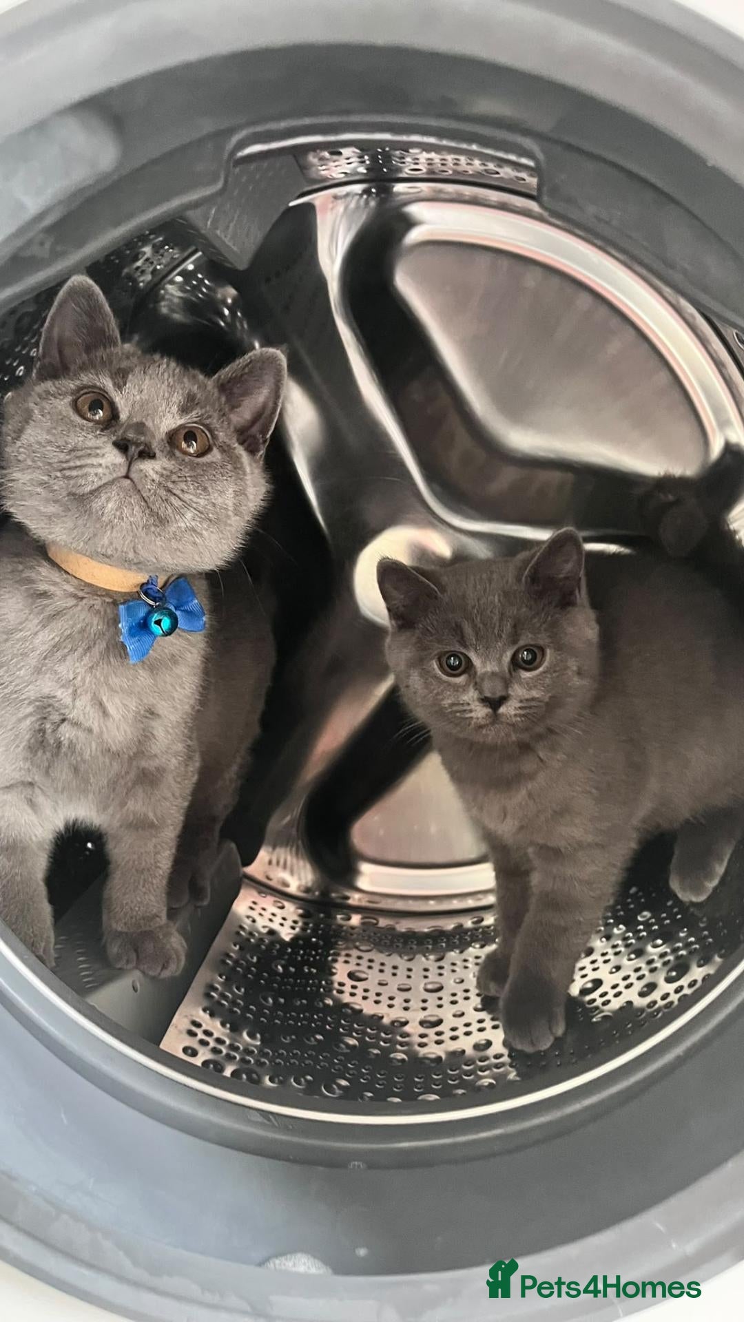 British Shorthair cats 2 straight ear boys and 4 fold girls,fluffy 🐾🐈‍⬛ - Advert 3