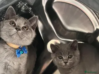 British Shorthair cats 2 straight ear boys and 4 fold girls,fluffy 🐾🐈⬛ - Advert 3