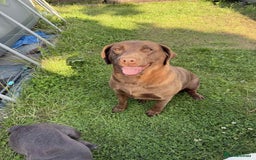 Labrador Retriever dogs for sale: Adult chocolate Labrador health tested  - Image 6